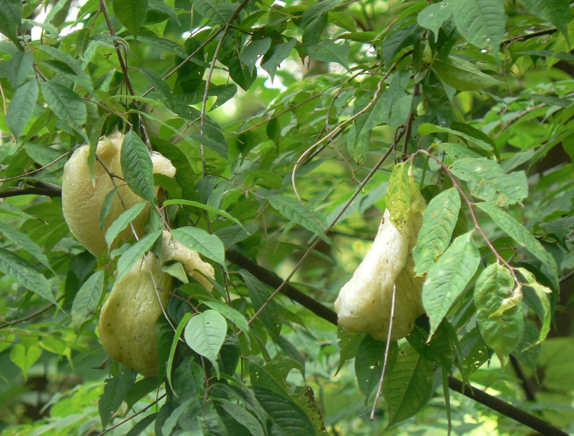 里山 H 山際の水溜まり _モリアオガエルの卵塊＜拡大＞_2009年6月7日